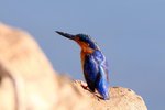 067 Madagascar Kingfisher