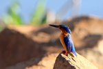 068 Madagascar Kingfisher