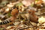 092 Madagascar Hoopoe - mate feeding