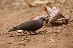 096 Madagascar Turtle Dove