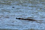 098 Nile Crocodile