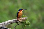 149 Madagascar Kingfisher