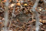 186 Madagascar Button-quail