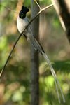 190 Madagascar Paradise Flycatcher