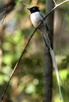 191 Madagascar Paradise Flycatcher