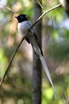 192 Madagascar Paradise Flycatcher