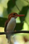 198 Madagascar Pygmy Kingfisher