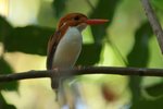 199 Madagascar Pygmy Kingfisher