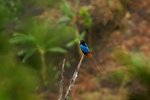 BoP_35 - Blue Bird-of-Paradise