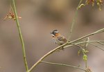 003_Rufous-collared Sparrow