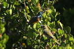 Cape_008 Orange-breasted Sunbird
