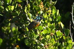 Cape_009 Orange-breasted Sunbird
