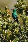 Cape_011 Malachite Sunbird