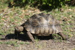 Cape_015 Angulated Tortoise