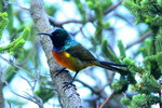 Cape_040 Orange-breasted Sunbird