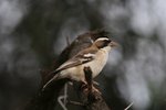 Nam_0017 White-browed Sparrow-weaver