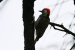 Nam_0018 Cardinal Woodpecker