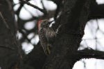 Nam_0019 Cardinal Woodpecker