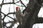Nam_0020 Cardinal Woodpecker