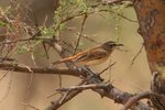 Nam_0050 Kalahari Scrub Robin