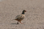 Ext_010 Red-legged Partridge