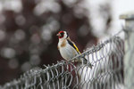 Ext_034 Goldfinch