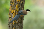 Ext_073 Azure-winged Magpie
