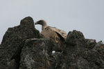 Ext_075 Griffon Vulture