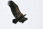 Ext_076 Griffon Vulture