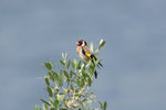 Ext_120 Goldfinch