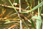 Ext_132 Great Reed Warbler