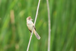 Ext_133 Great Reed Warbler