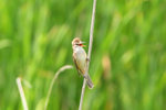 Ext_134 Great Reed Warbler