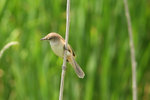 Ext_135 Great Reed Warbler