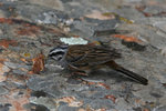 Ext_161 Rock Bunting
