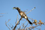 Nam_0578 African Grey Hornbill