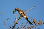 Nam_0579 African Grey Hornbill