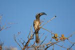 Nam_0580 African Grey Hornbill