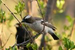 Nam_0582 White-browed Sparrow-weaver