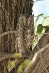Nam_1101 African Scops Owl