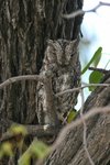 Nam_1104 African Scops Owl