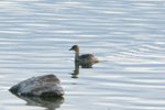 Nam_1350 Little Grebe