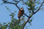 Nam_1367 Red Back Shrike