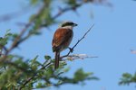 Nam_1368 Red Back Shrike
