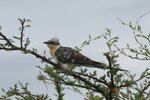 Nam_1451 Great Spotted Cuckoo