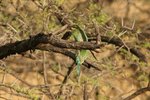 Nam_1459 Swallow-tailed Bee-eater