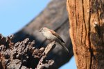 Nam_1546 Southern Grey-headed Sparrow