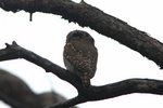 Nam_1656 Pearl-spotted Owlet