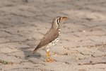 Nam_1658 Groundscraper Thrush