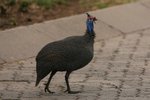Nam_1660 Helmet Guineafowl